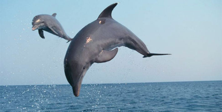 Satapada – The Heaven for Irrawaddy Dolphins