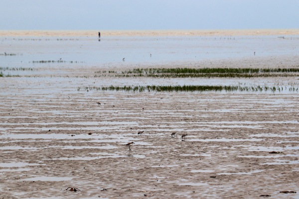 Chandipur Beach: Discover the Magic of Odisha’s Hide-and-Seek Shore